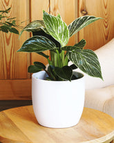 Philodendron plant